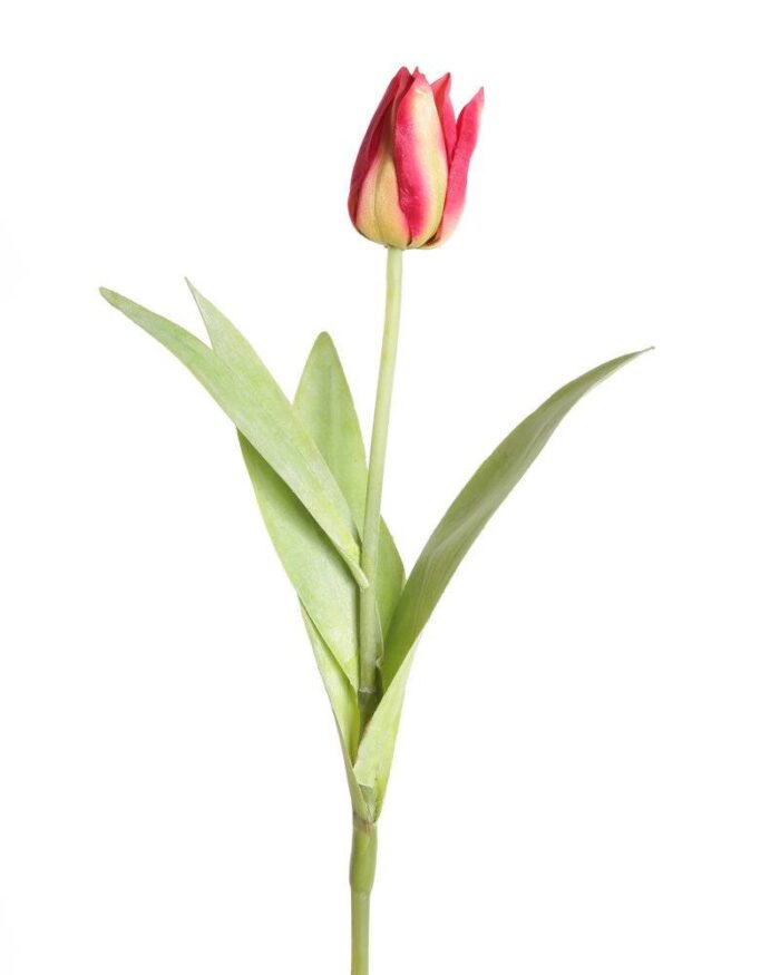 pointed tulip