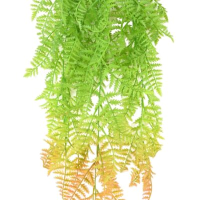 polypodium chute fougere 1 scaled
