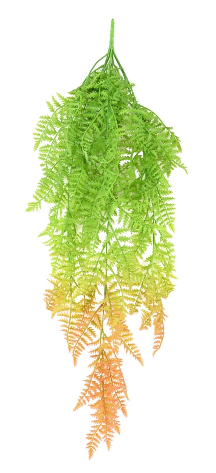 polypodium chute fougere 1 scaled