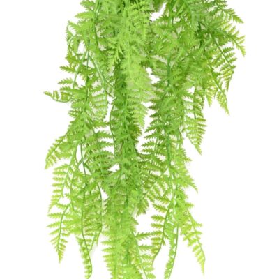 polypodium chute fougere scaled