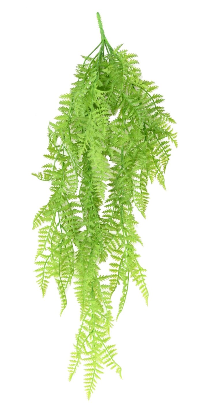 polypodium chute fougere scaled