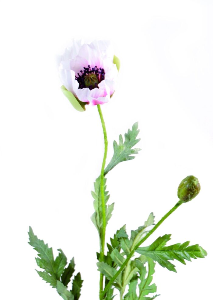 poppy
