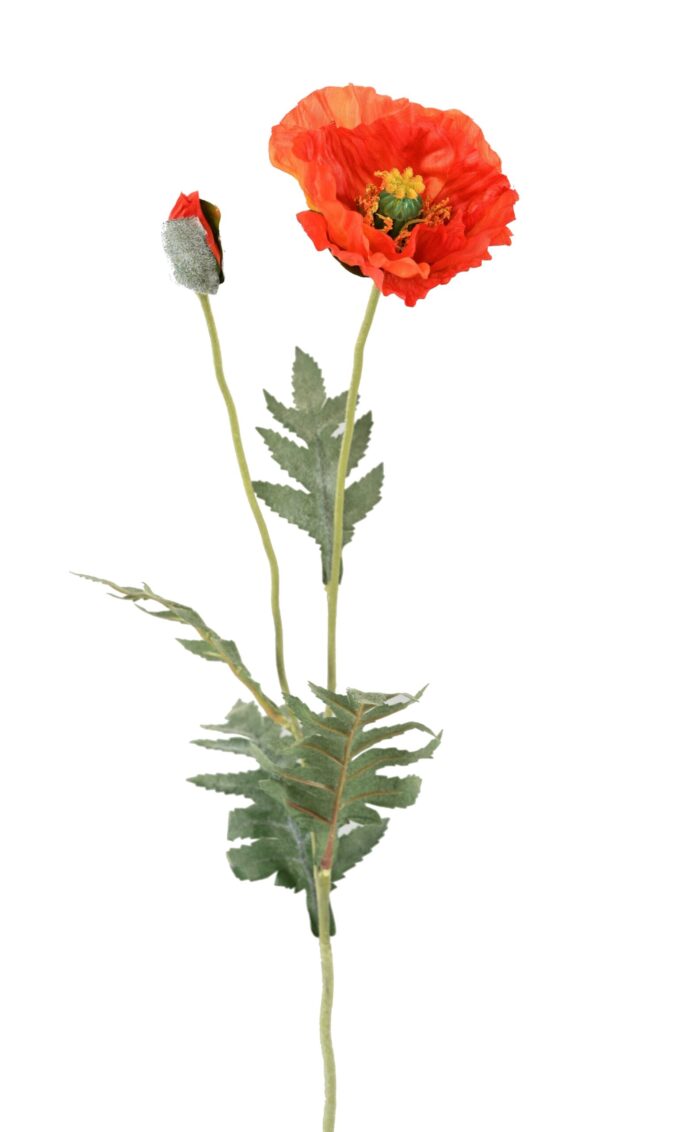 poppy 72 1 scaled