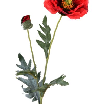 poppy 72 scaled