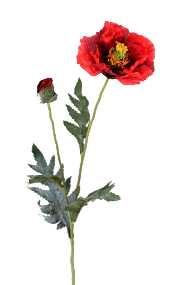 poppy 72 scaled