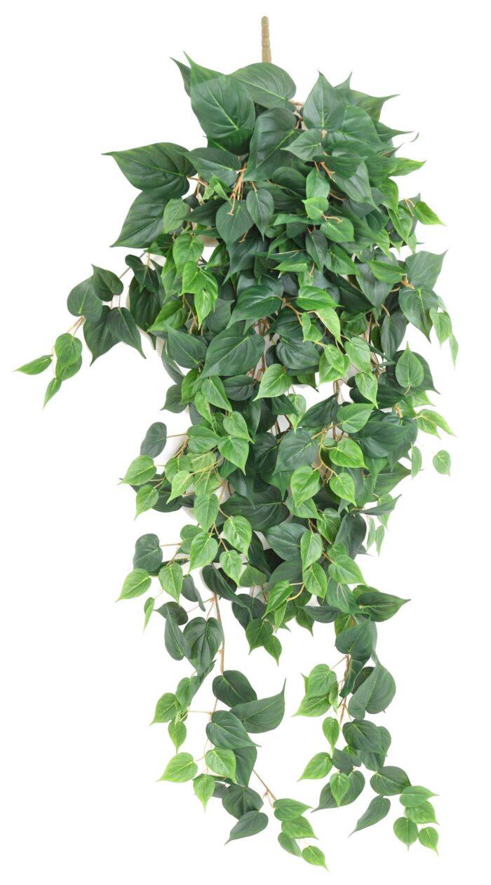 pothos 130 scaled