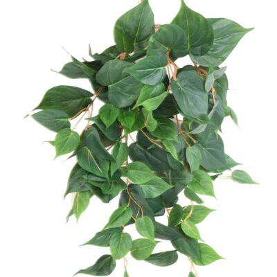 pothos 65 scaled