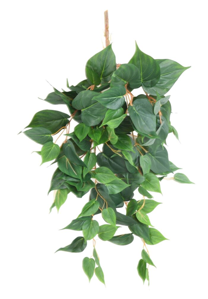 pothos 65 scaled