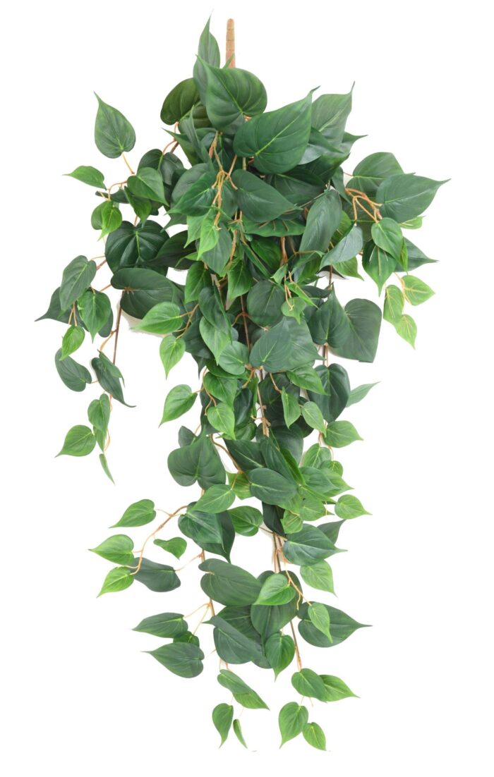 pothos 90 scaled