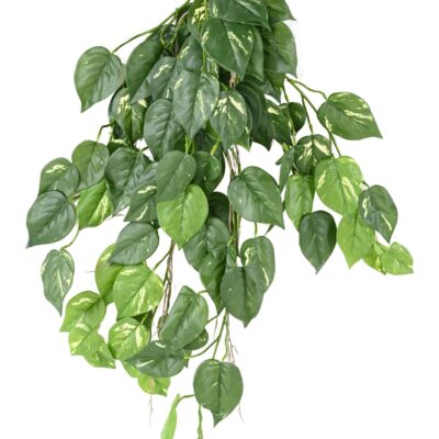 pothos chute 95 uv resistant scaled