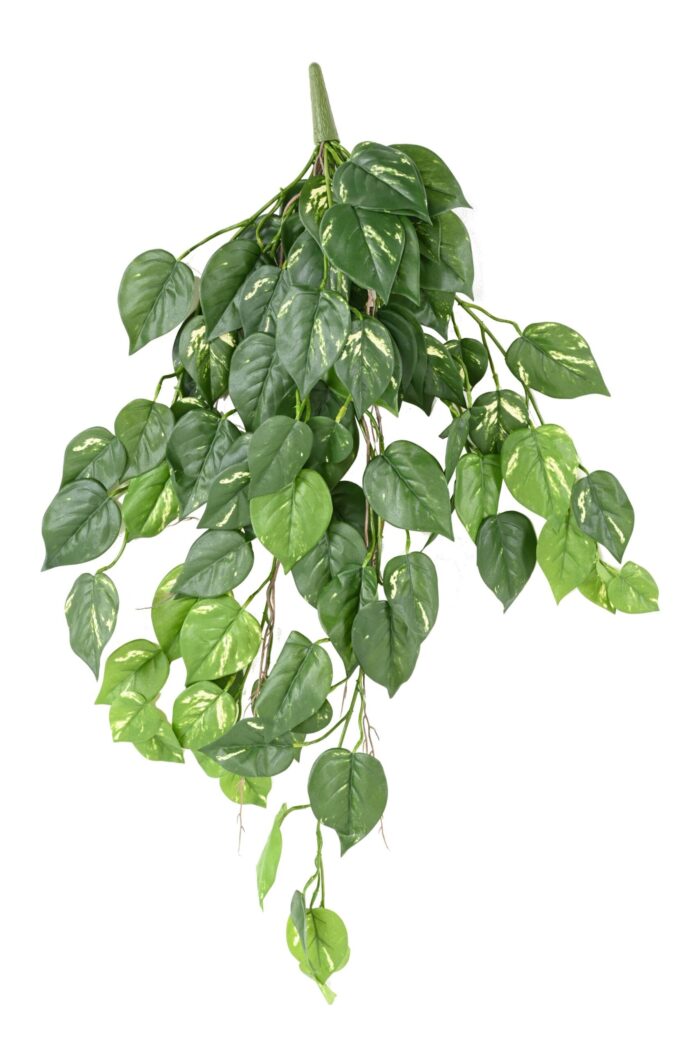 pothos chute 95 uv resistant scaled