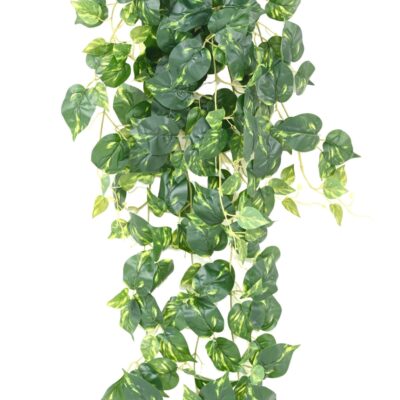 pothos chute ml scaled