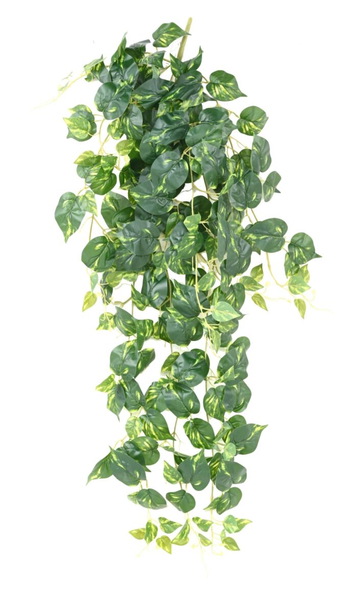 pothos chute ml scaled
