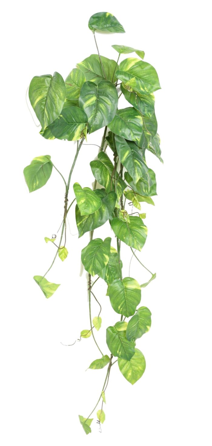 pothos fall off scaled