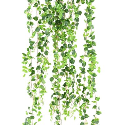 pothos medio 200 scaled