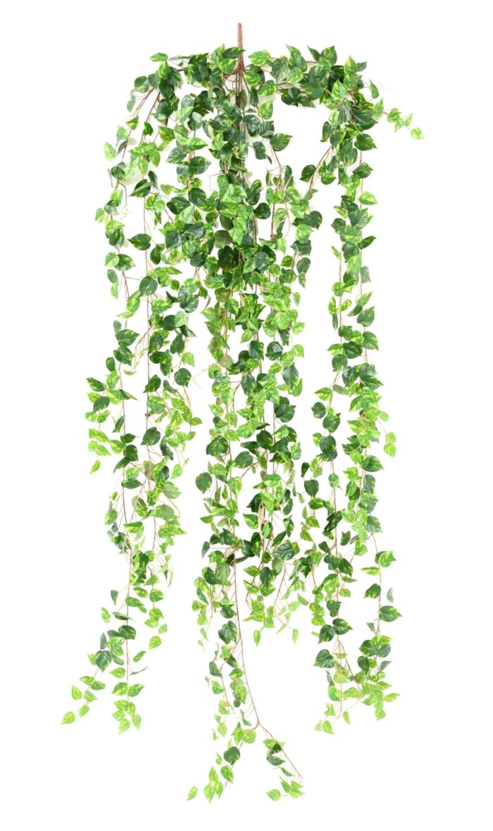 pothos medio 200 scaled
