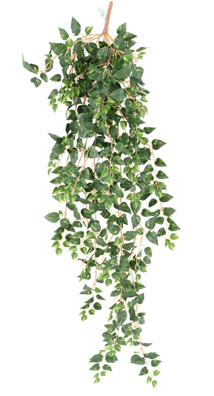 pothos mini 110 1 scaled
