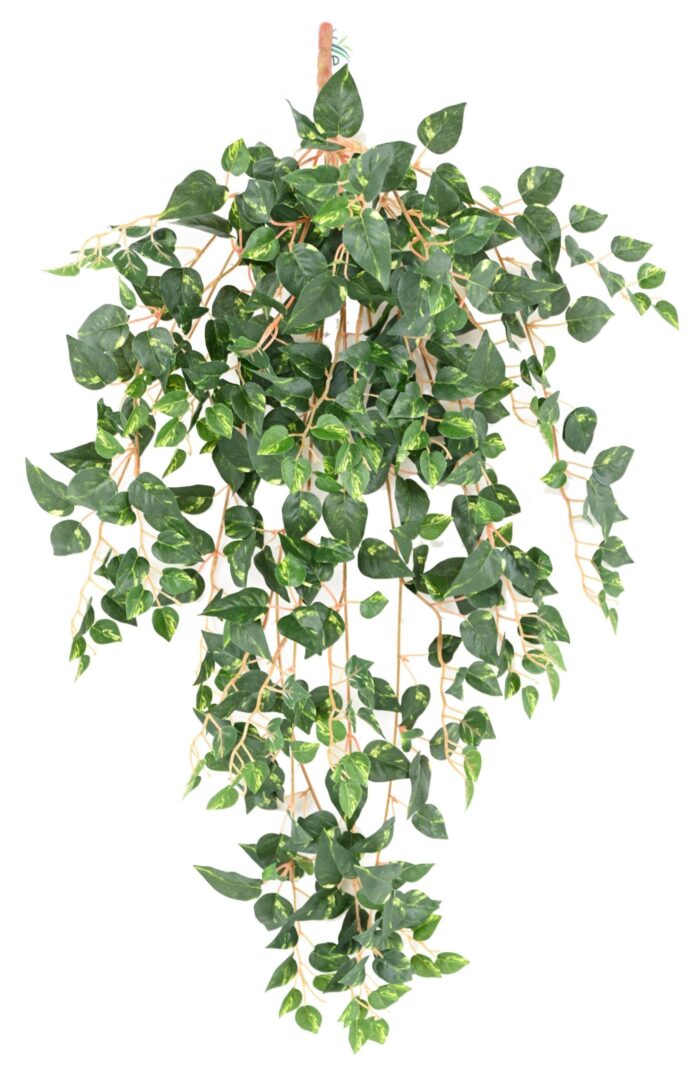 pothos mini 70 1 scaled