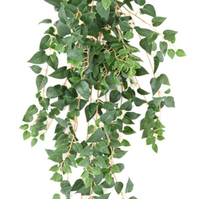 pothos mini 70 scaled