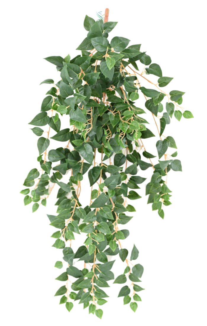 pothos mini 70 scaled