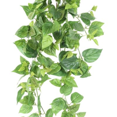 pothos mini fall 80 1 scaled