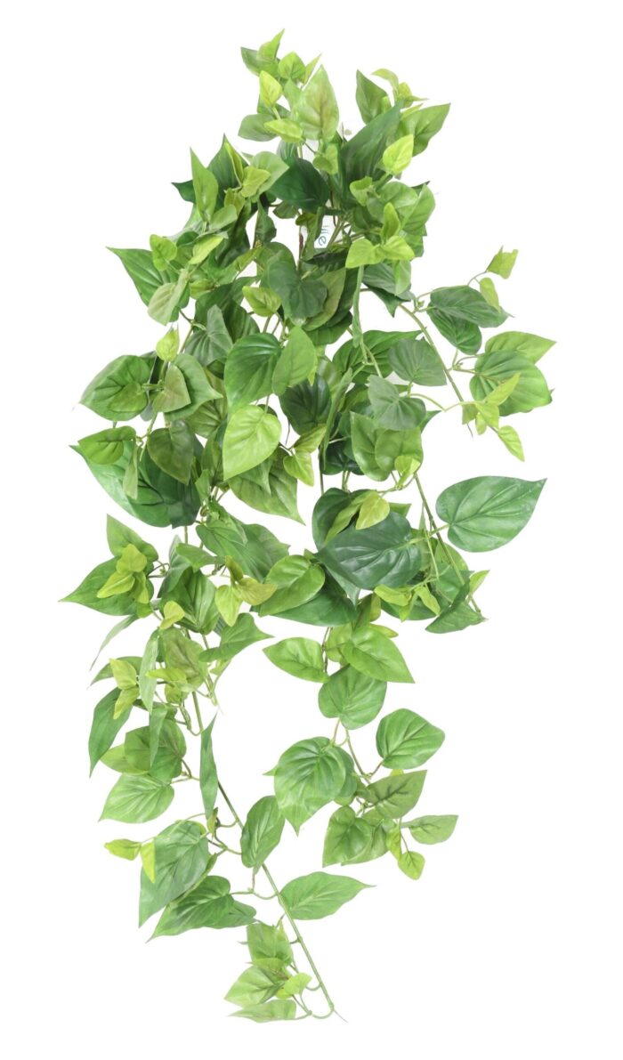 pothos mini fall 80 1 scaled