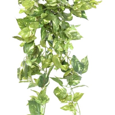 pothos mini fall 80 scaled