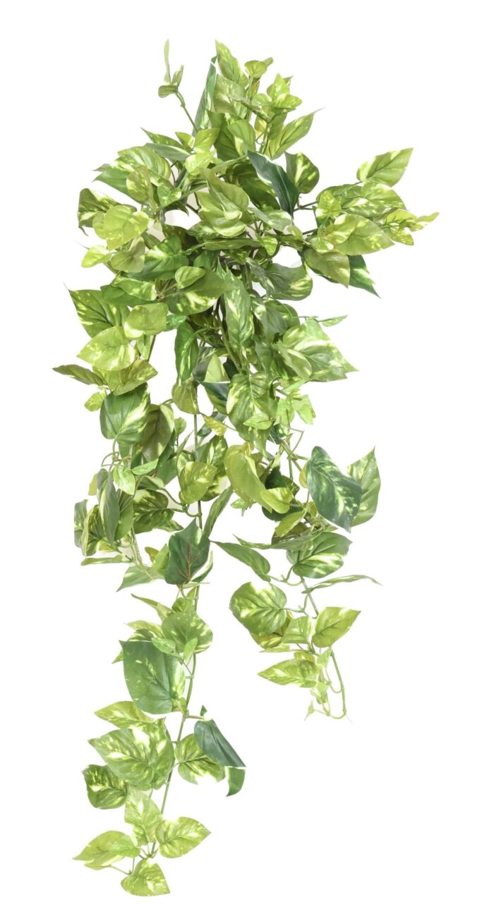 pothos mini fall 80 scaled