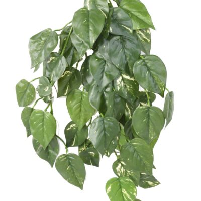 pothos uv fall scaled