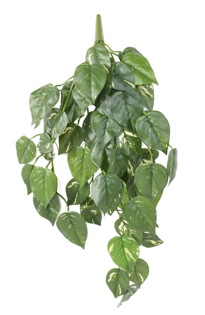 pothos uv fall scaled