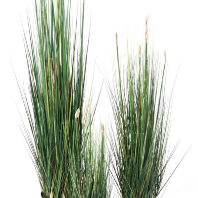 presle grass 1 scaled