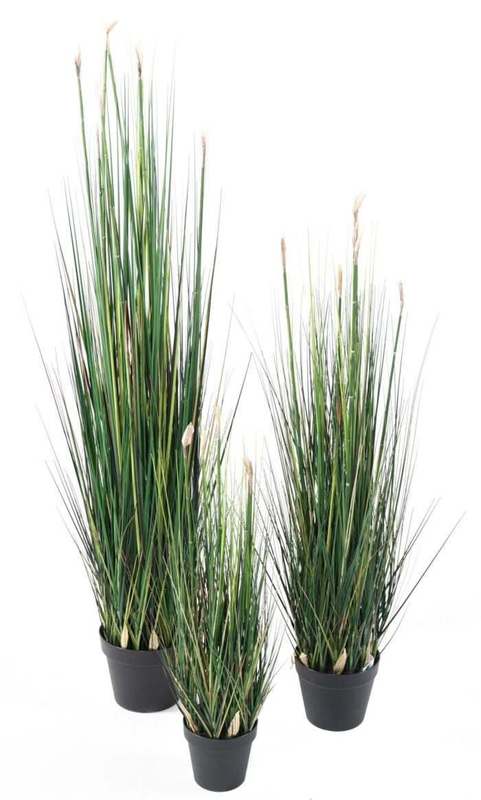 presle grass 2 scaled