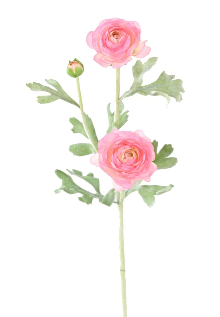 ranunculus mini 53 1 scaled