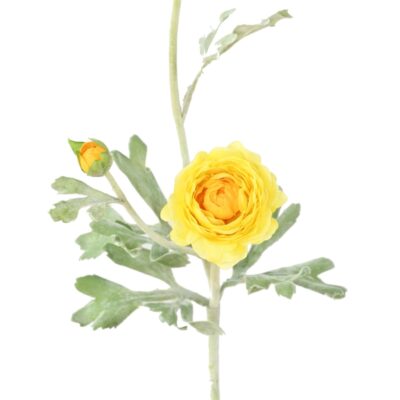 ranunculus mini 53 2 scaled