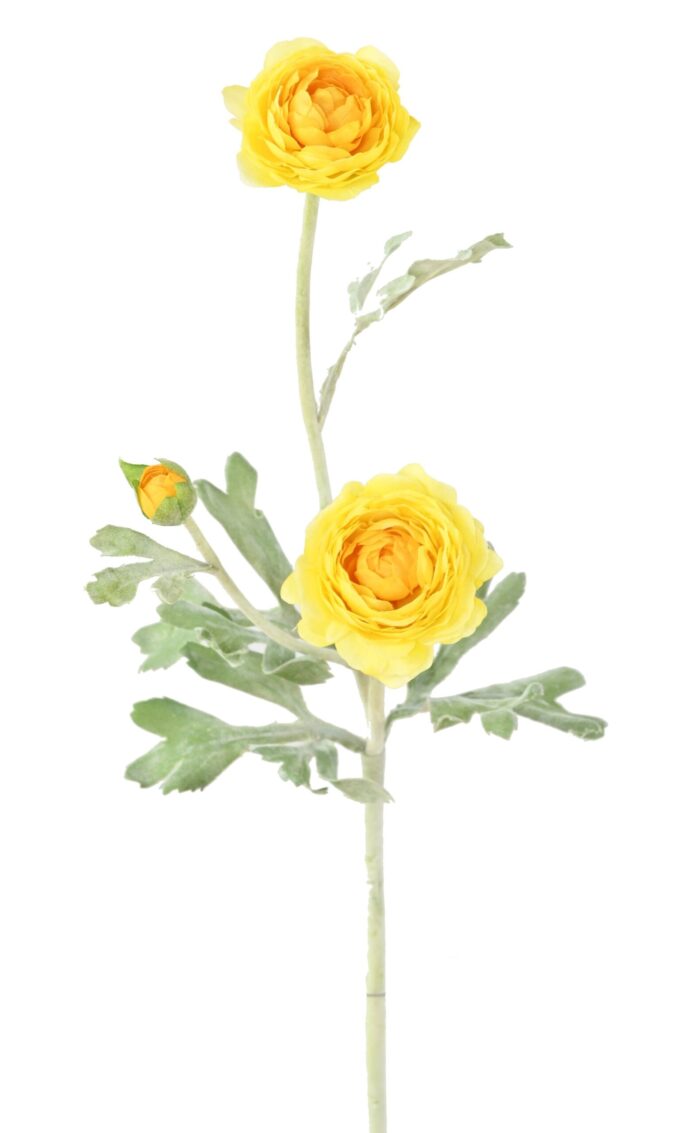 ranunculus mini 53 2 scaled