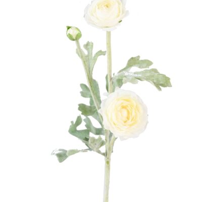 ranunculus mini 53 scaled