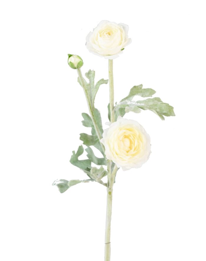 ranunculus mini 53 scaled