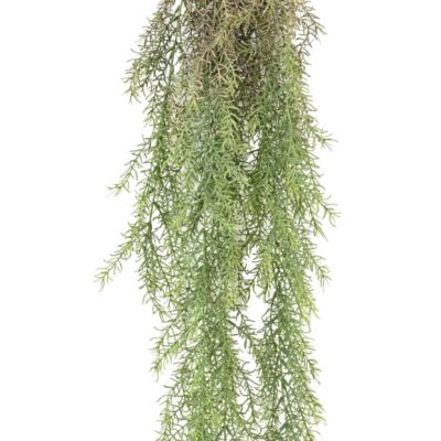 rhipsalis 101 hanging bush scaled
