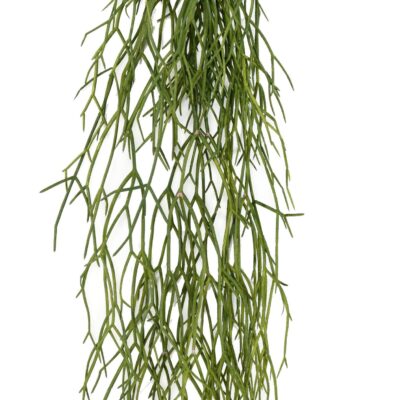 rhipsalis 50 scaled