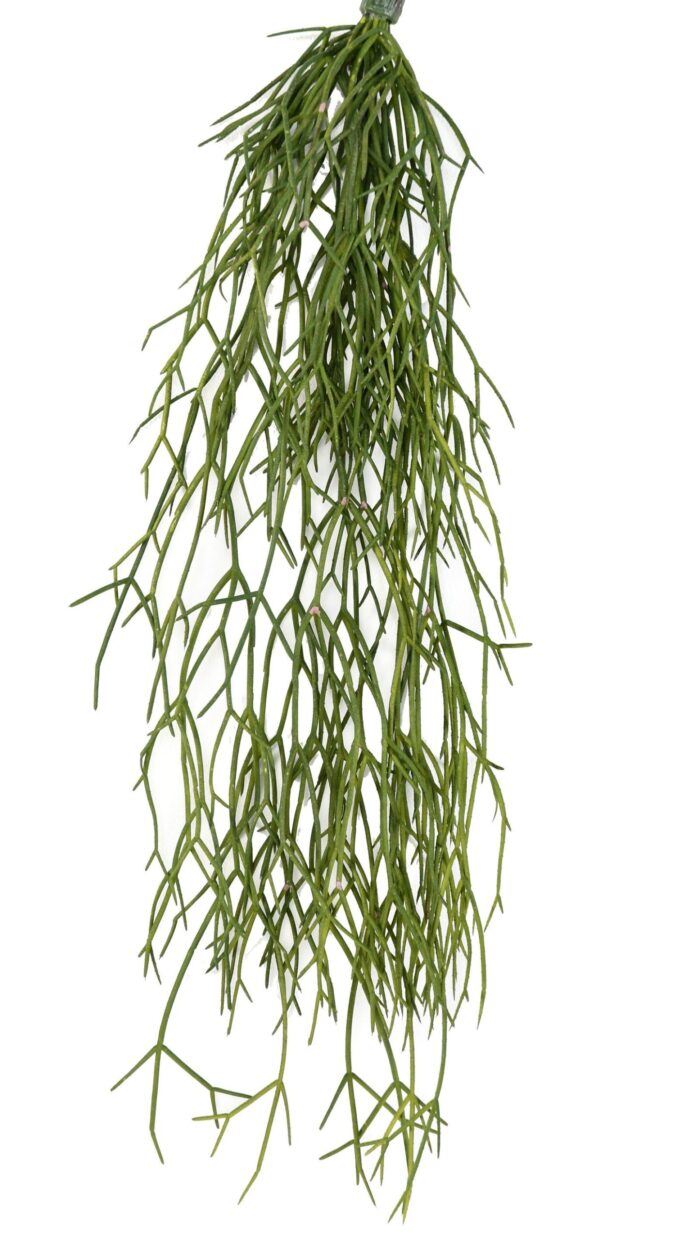 rhipsalis 50 scaled