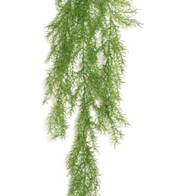 rhipsalis mini hanging bush scaled