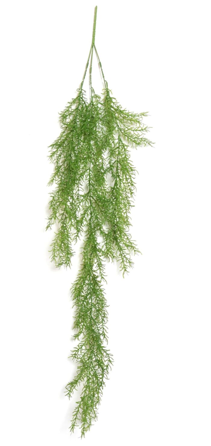 rhipsalis mini hanging bush scaled