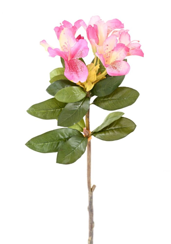 rhododendron 1 scaled
