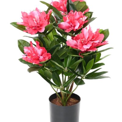 rhododendron 45 pot scaled