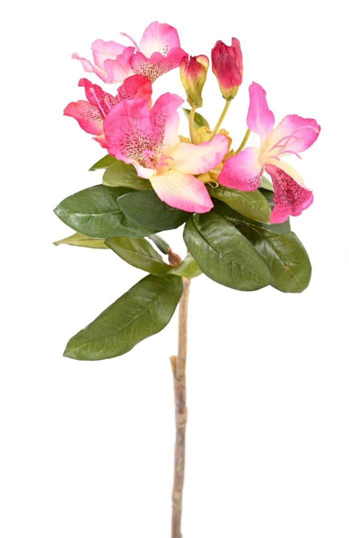 rhododendron scaled