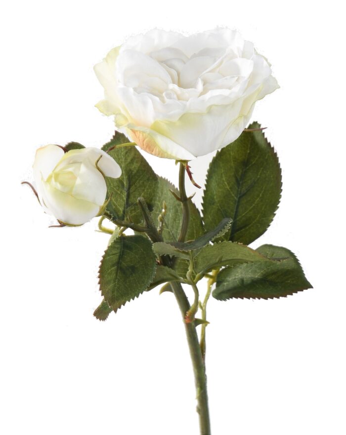rose 1 1