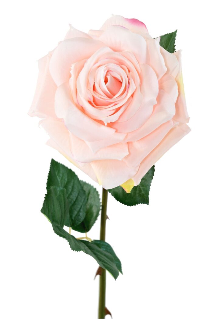 rose 1 scaled
