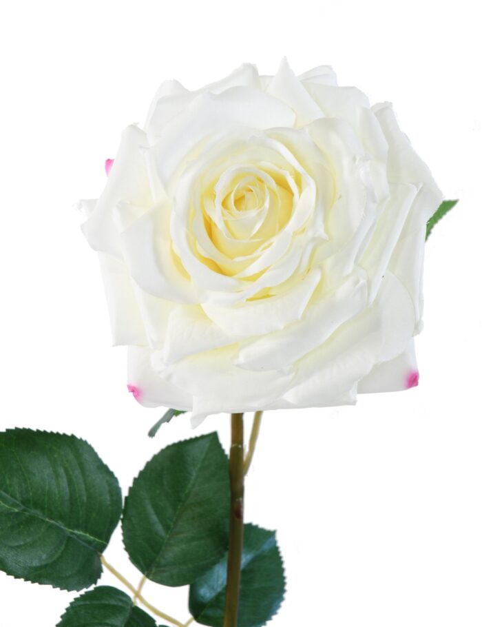 rose 2 scaled