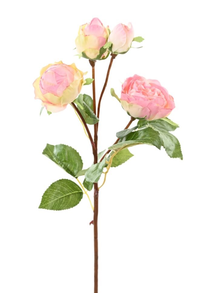 rose 60 1 scaled