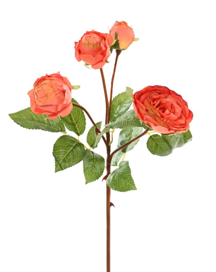 rose 60 2 scaled
